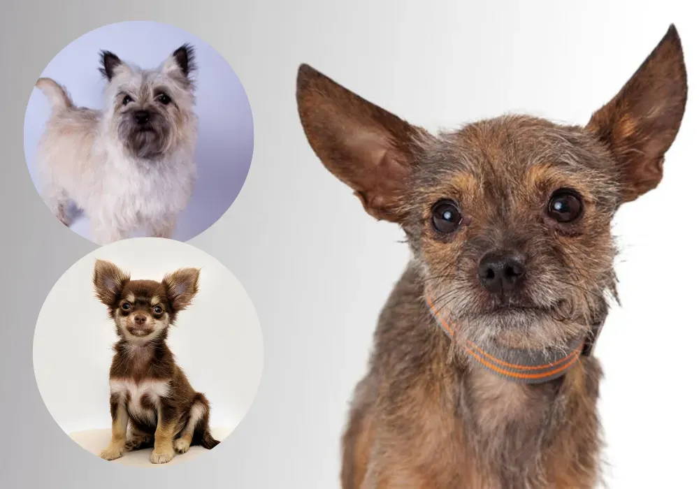 cairn terrier chihuahua mix for sale