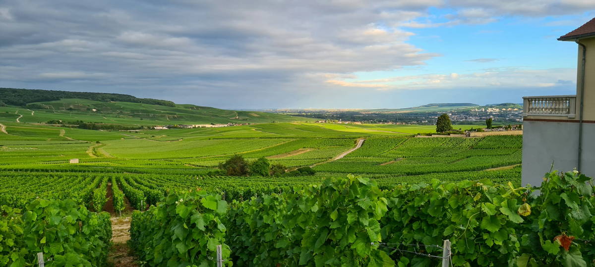 Vignobles d'Hautvillers en région Champagne