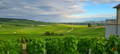 vignobles d'Hautvillers 