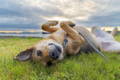 Happy dog rolling in the grass getting exercise