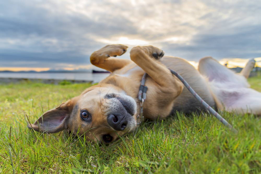 Dog lying in the grass outdoors