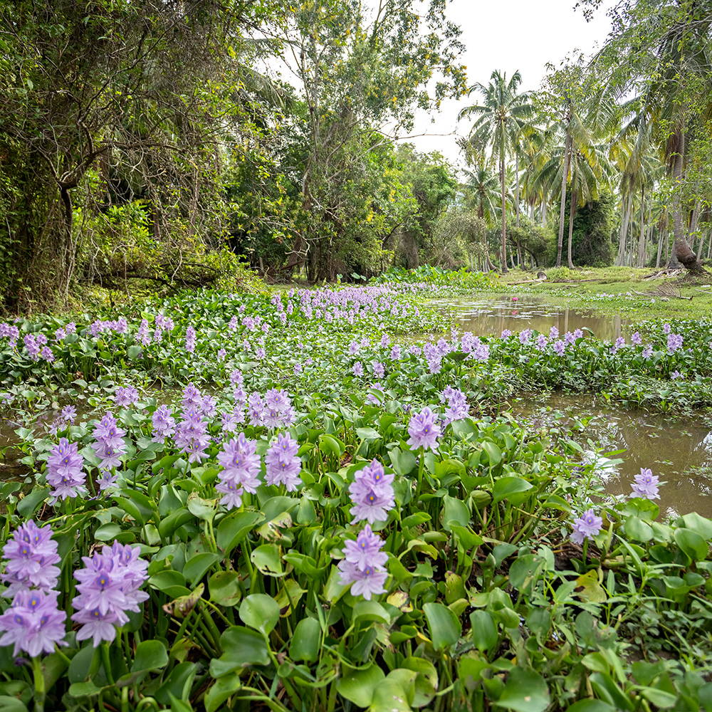 Sustainable Water Hyacinth – Stick & Ball