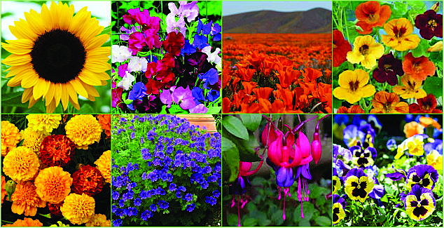  Hoedspruit
- 8 Easy flowering plants for beginners.jpg