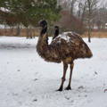 emu-in-winter-gypsy-shoals-farm