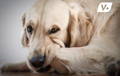 Dog chewing his paws because they're itchy