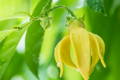Ylang Ylang Tree