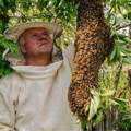 beekeeper-capturing-bee-swarm-from-tree