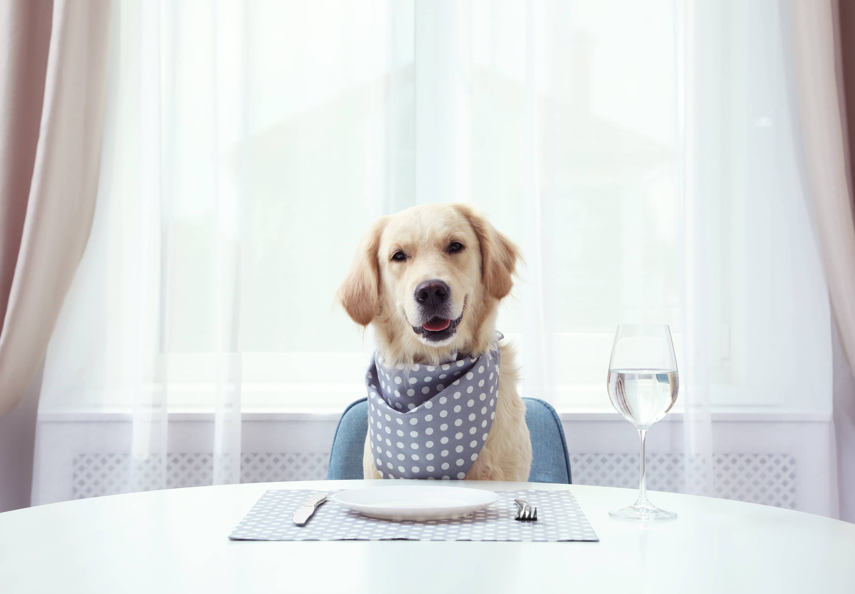 Dog sitting at a dinner table with a dinner place setting and glass of water, illustrating the dangers of human food for pets.