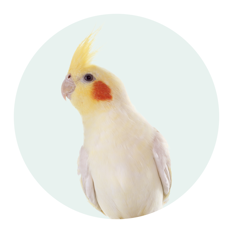 Alt Image