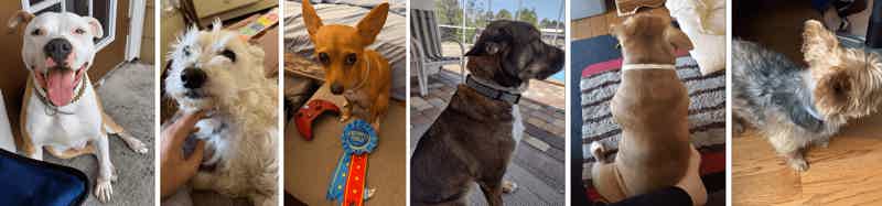 dewel flea and tick collar reviews