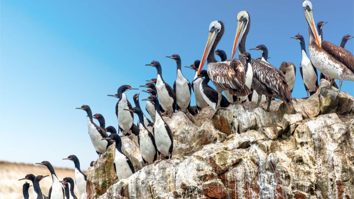 Designated a National Reserve, the Ballestas Islands are part of a conservation effort to protect the unique ecosystems and wildlife that thrive in this coastal region
