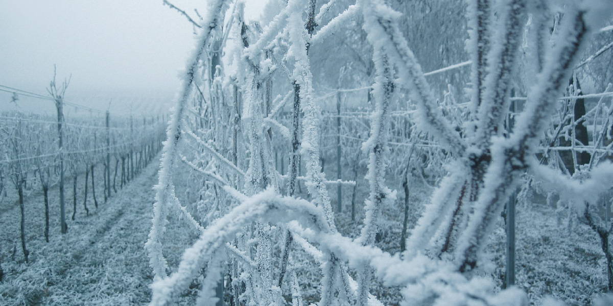 Frozen vines inside vineyard experienced in Europe during Spring in the 1990s. 