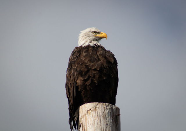 Newfoundland Wildlife