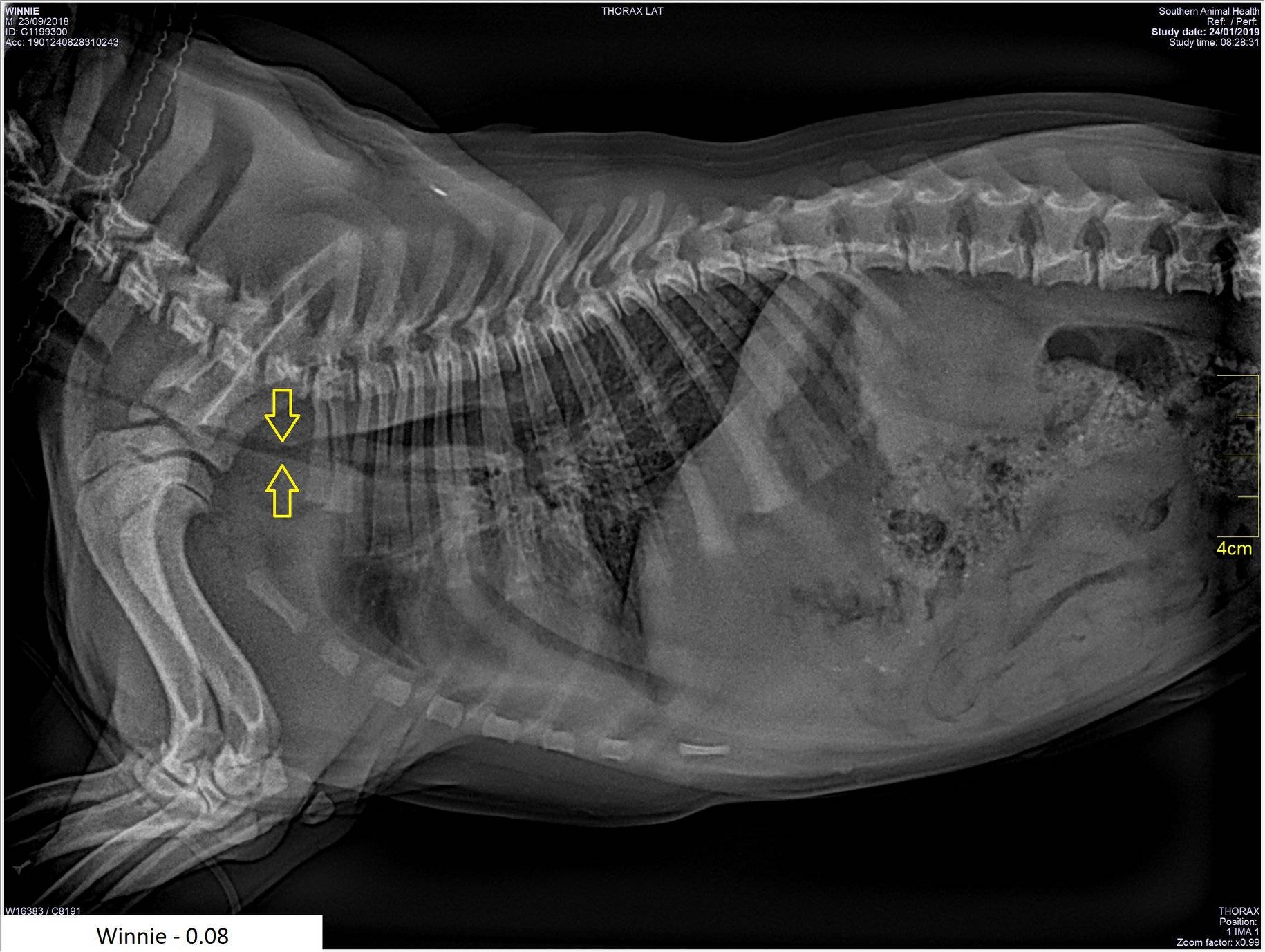 HYPOPLASTIC TRACHEA in french bulldogs