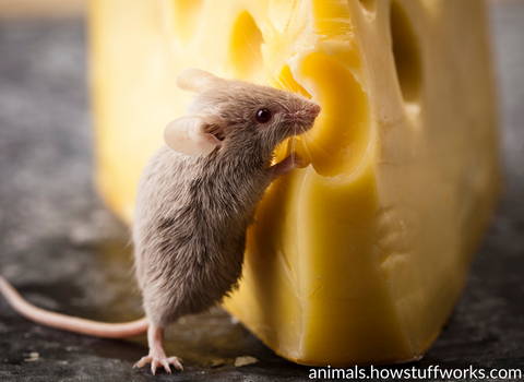 mouse_eats_cheese