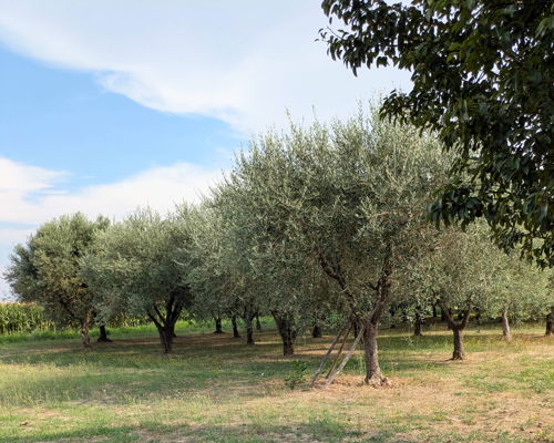 Cooking classes Lucca: Cooking Class in a Tuscan Countryside Villa