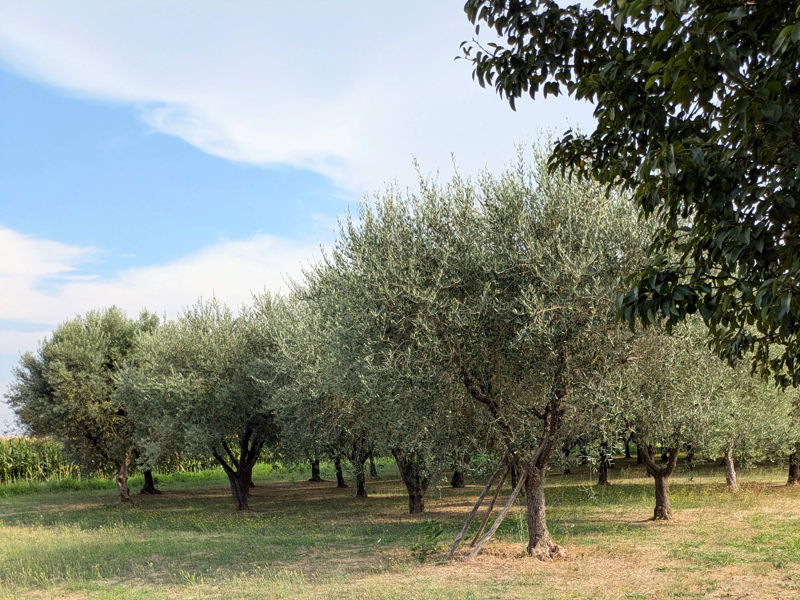 Kochkurse Lucca: Kochkurs in einer Villa in der Landschaft von Lucca