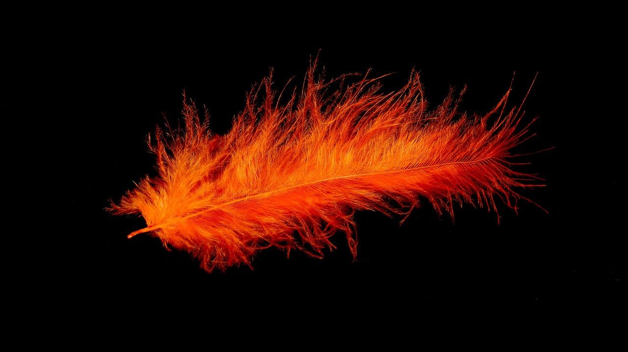 a bright orange feather