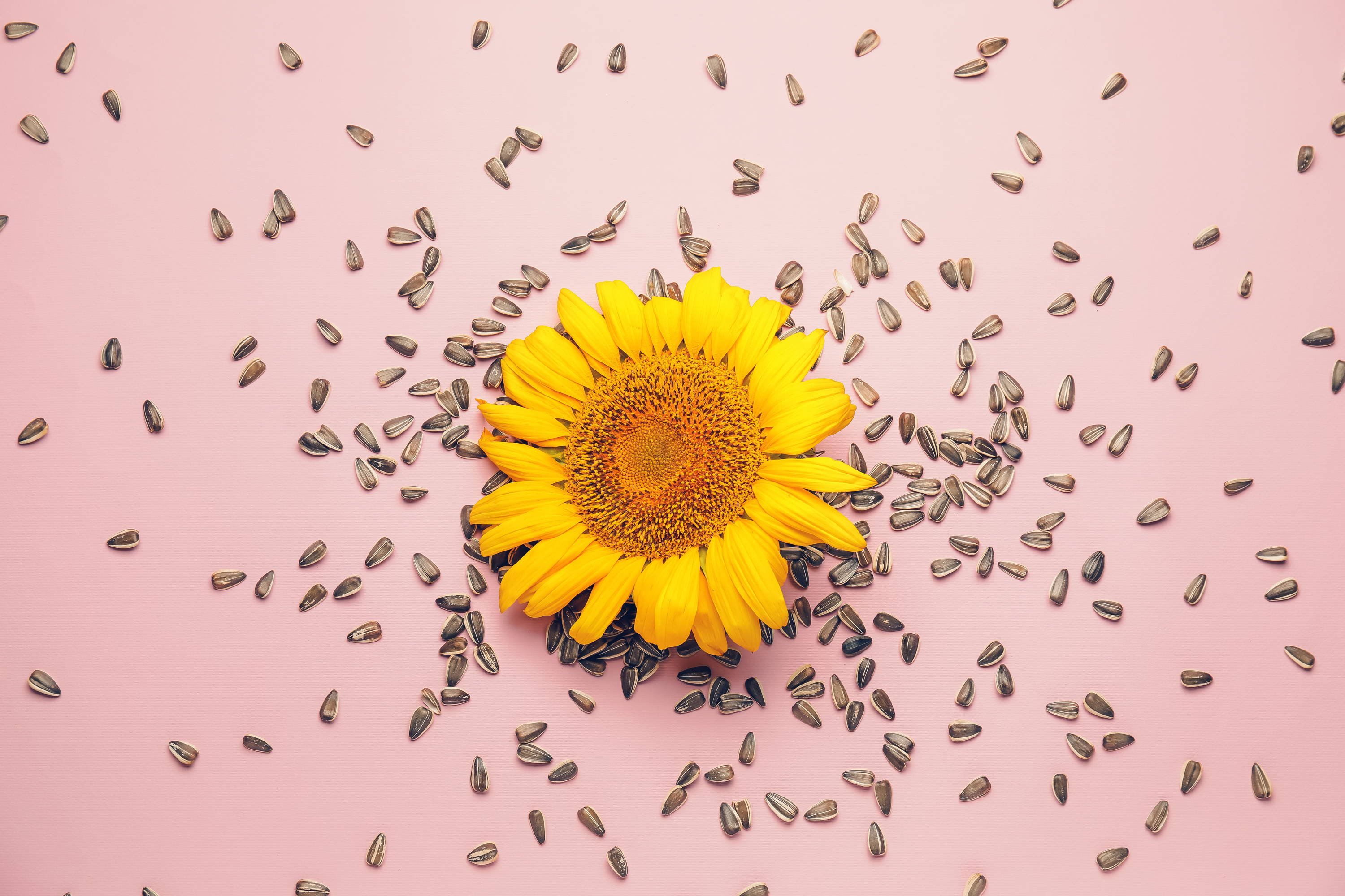 Sunflowers to build collagen