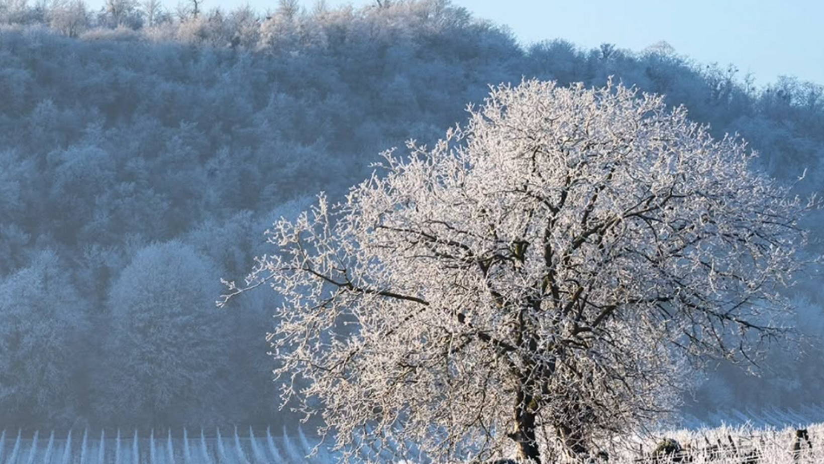 France, vin nature, rawwine, organic wine, vin bio, vin sans intrants, vin sans souffre, vin sans sulfites ajoutés, vin rouge, vin blanc, rouge, blanc, vin propre, vigneron, domaine bio, biodynamie, vigneron nature, vin biodynamique, raizin brut, Quimper, Finistère, Morbihan, domaine de l'envol, alsace, ingersheim, raphael marchal