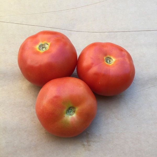 tomate-ronde