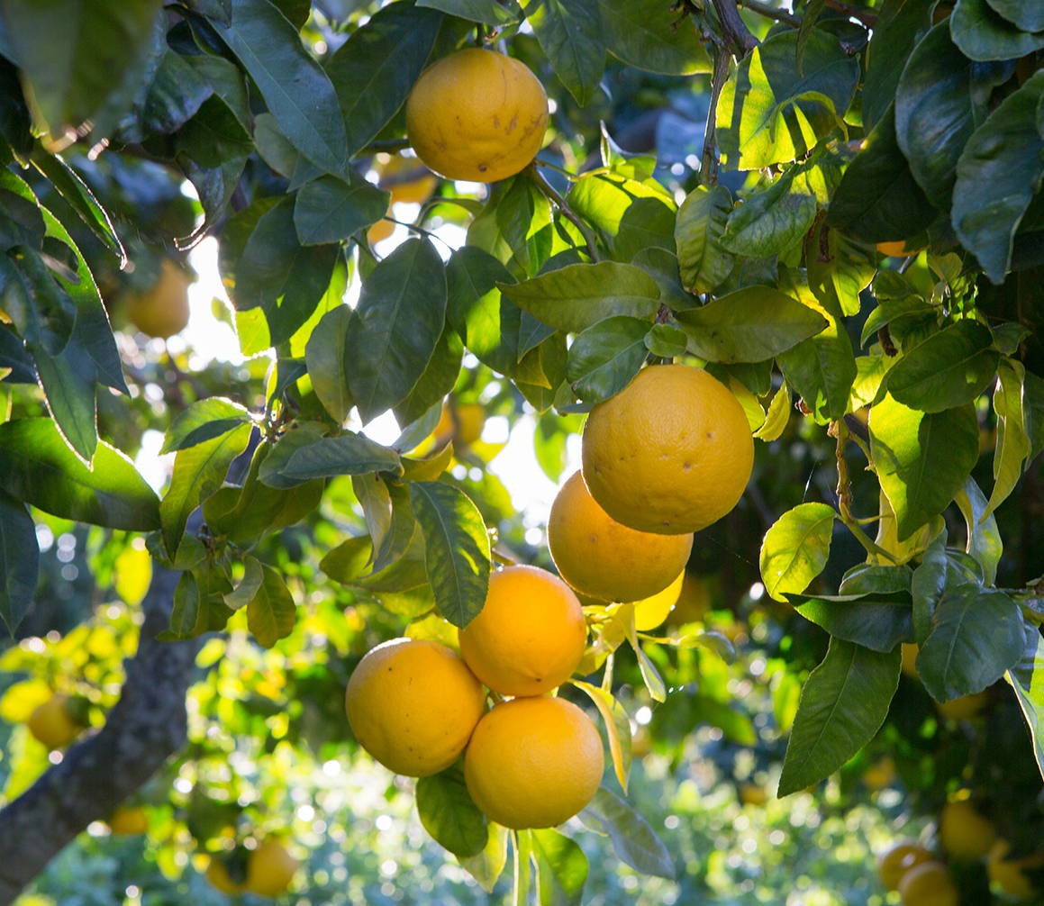 Close-up of ripe bergamot citrus fruit on a branch