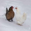 chicken-hens-in-snow chicken-hens-in-snow