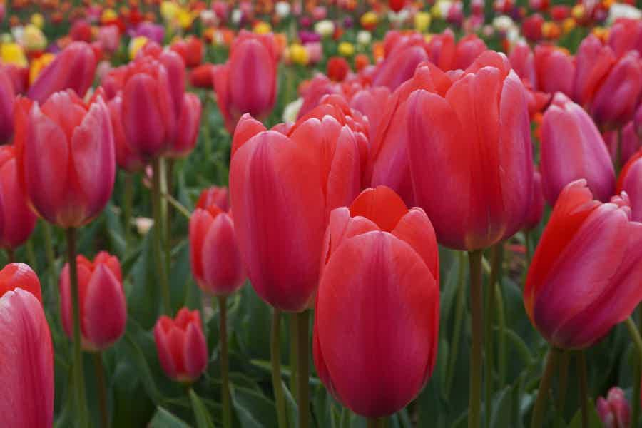 Amsterdam: Keukenhof Entry Ticket & Shuttle Bus - Flexible Return - photo 6