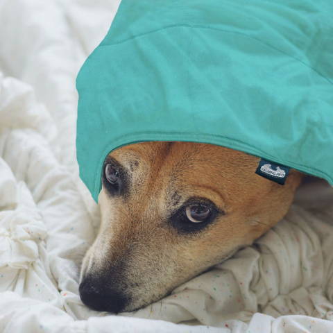 Calming Pets aqua cotton weighted blanket for a small dog