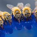 honey-bees-drinking-sugar-syrup