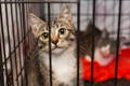 Shelter cat gazing curiously out of a kennel as it waits to be adopted.