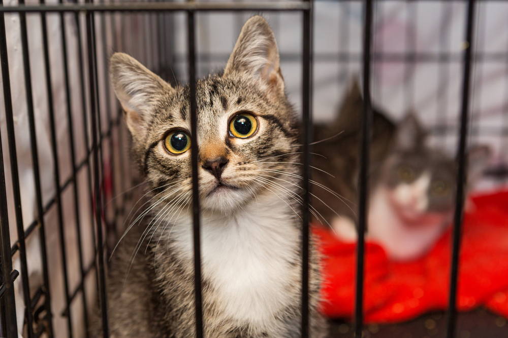 Shelter cat gazing curiously out of a kennel waiting to be adopted