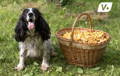 Dog sitting beside a basket of edible mushrooms