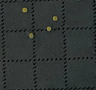 Colony CloseUp_Sphingomonas