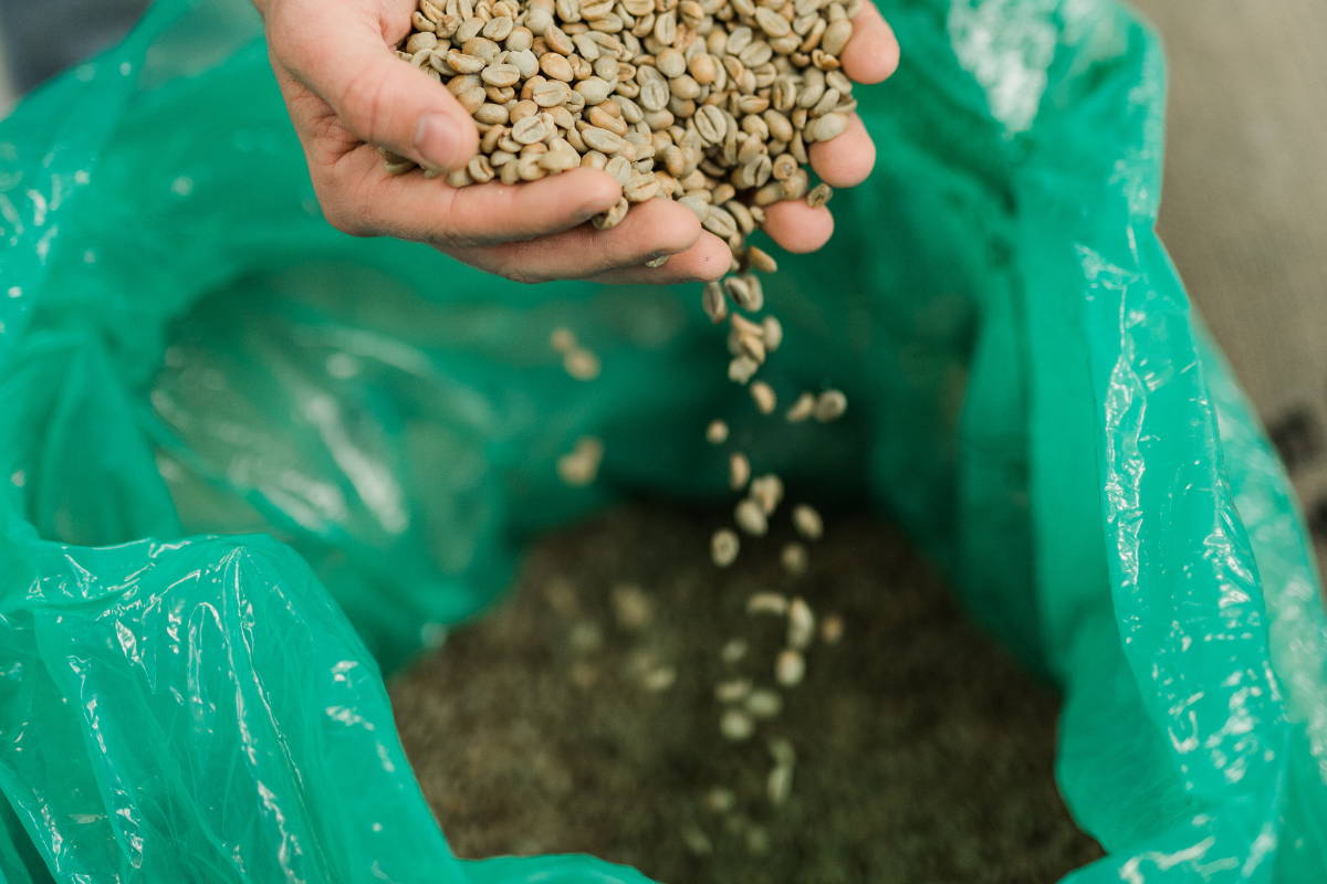 Hands pouring raw coffee into a GrainPro Bag