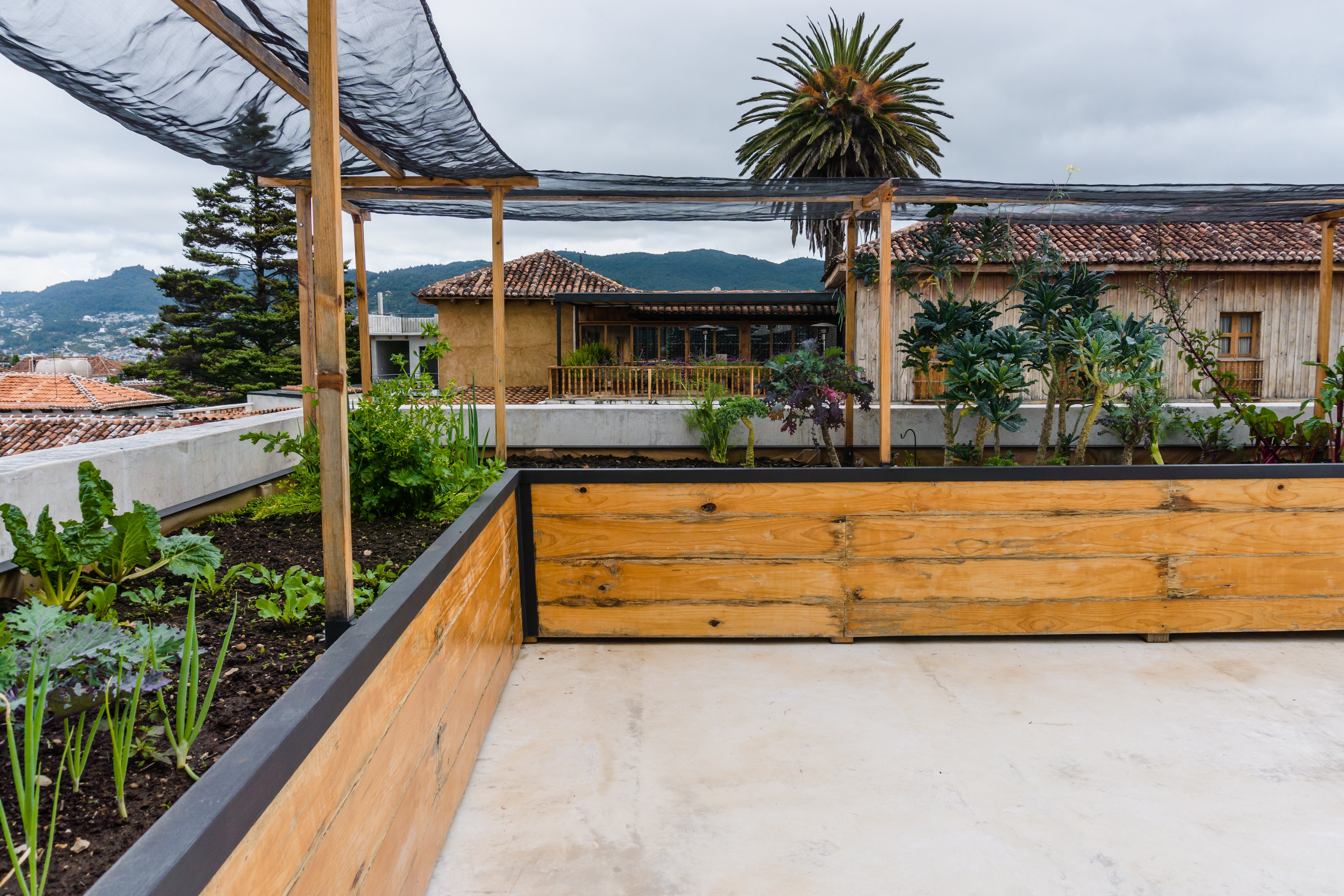 Shade fabric covering raised garden beds on a rooftop patio with a palm tree in the background