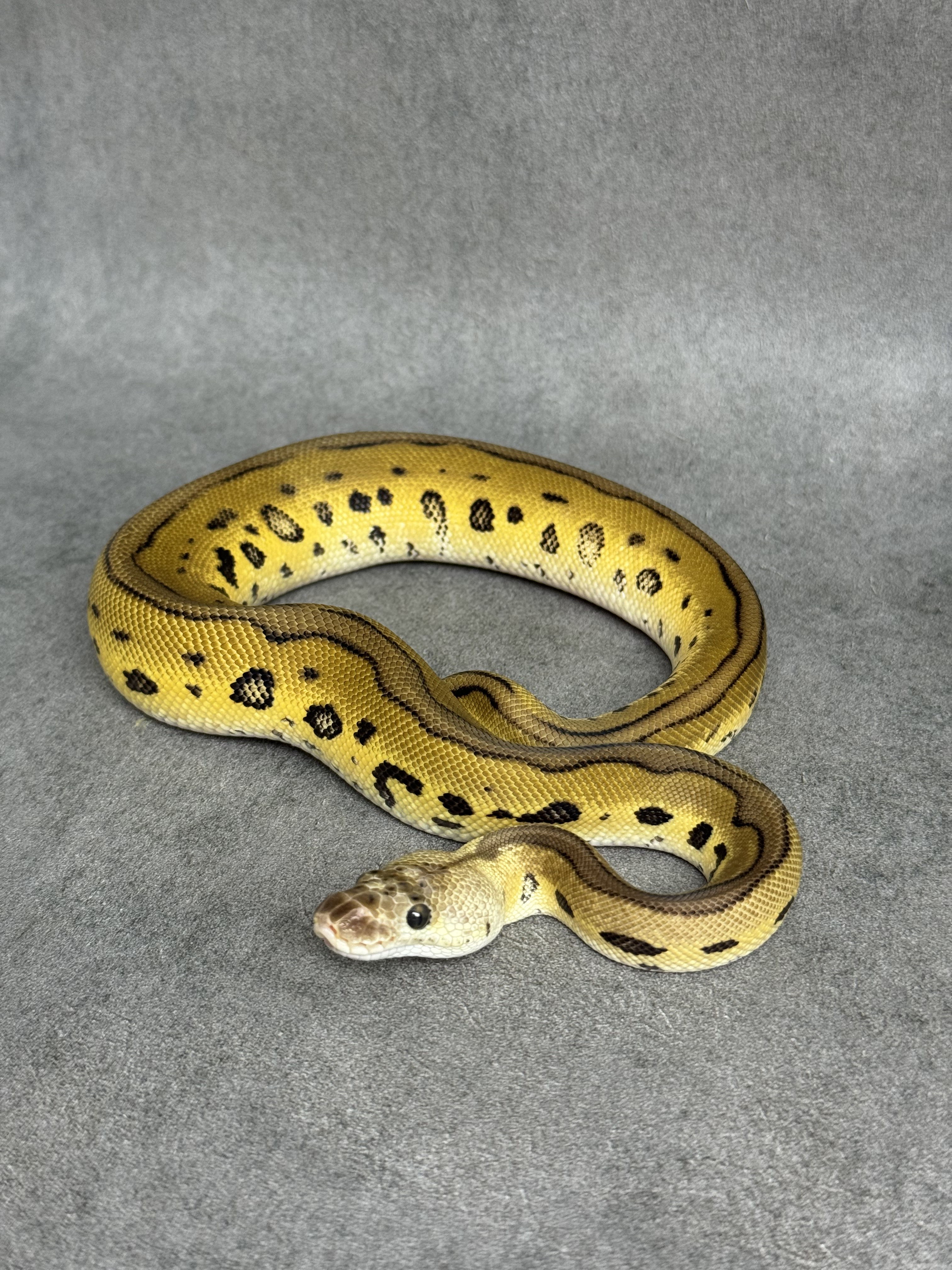 Leopard Pastel Clown Het Desert Ghost
