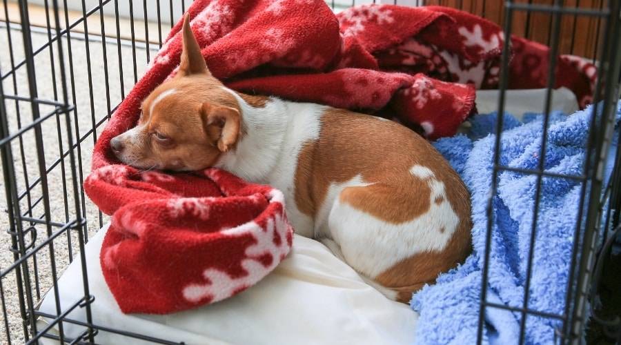 why do chihuahuas cry