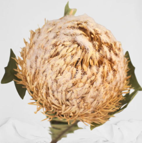 Cream Banksia Baxteri - Realistic Artificial Flowers - Image 2