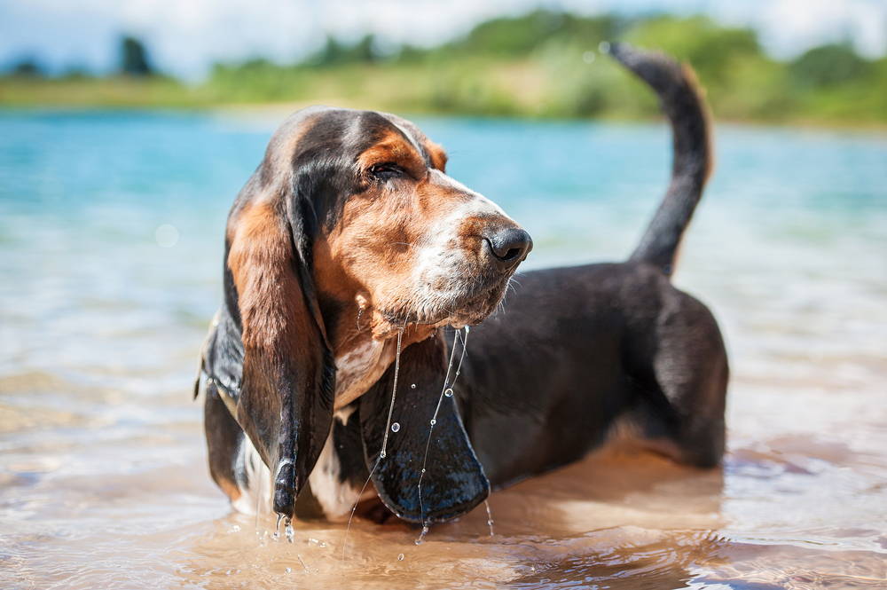 Basset Hound dog with long, floppy ears playing in the river