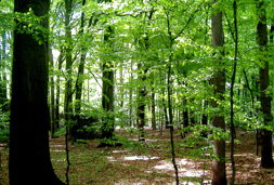 wald button