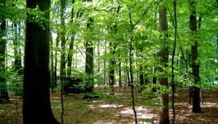 wald button