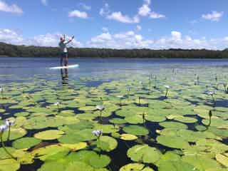 Noosa Everglades Stand Up Paddle Adventure Noosa Everglades stand up paddle boarding with lotus leaves
