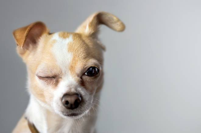 why do chihuahuas have floppy ears