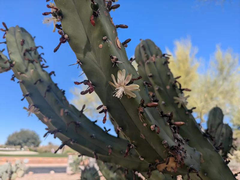 A columnar cactus with a pale cream flower blooming from an areole along its ribbed green stem, against a blue sky