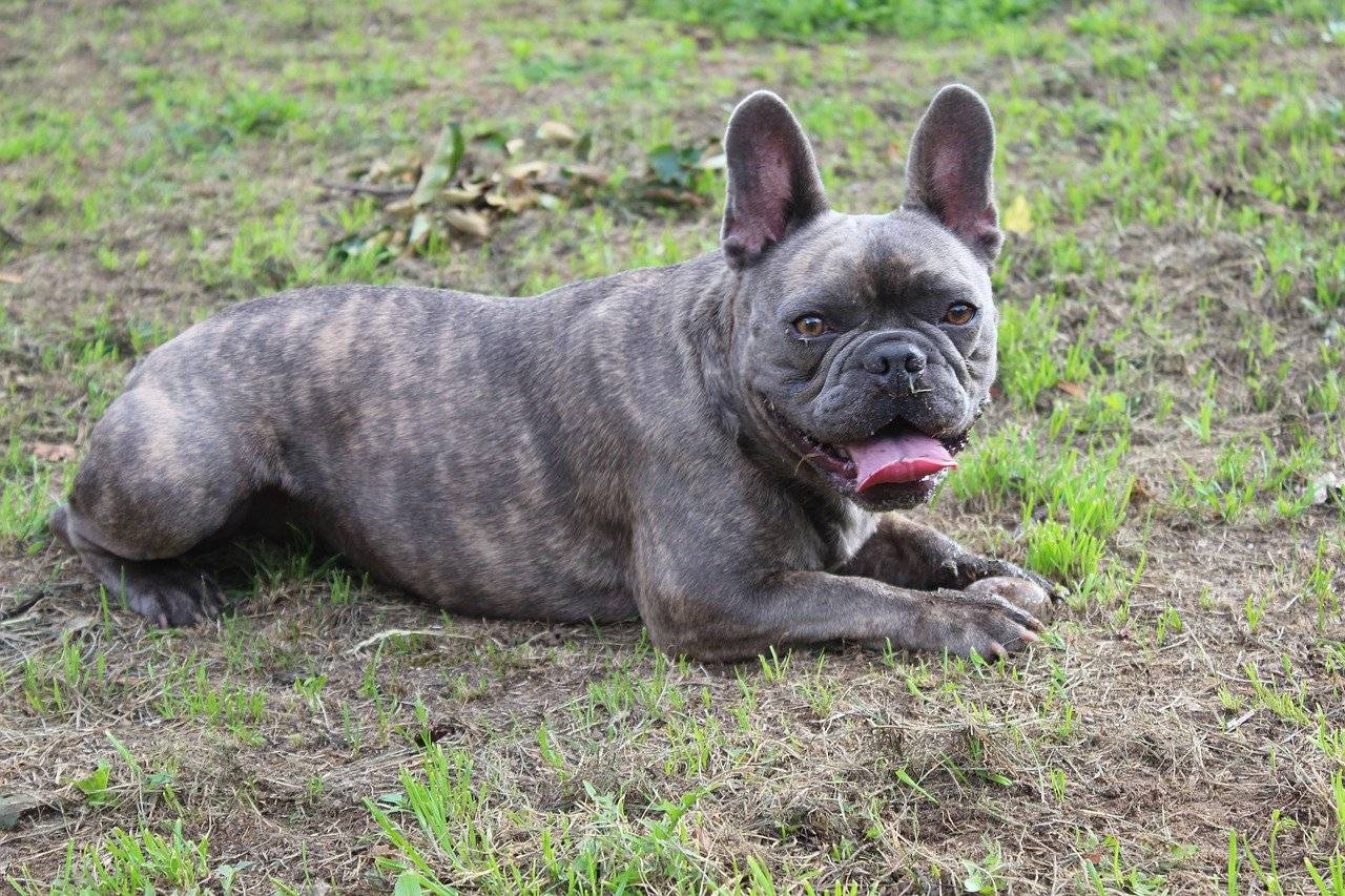 what were french bulldogs originally bred for