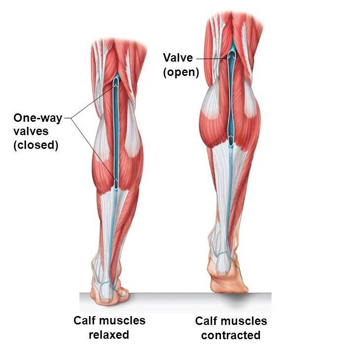 Calves Muscles