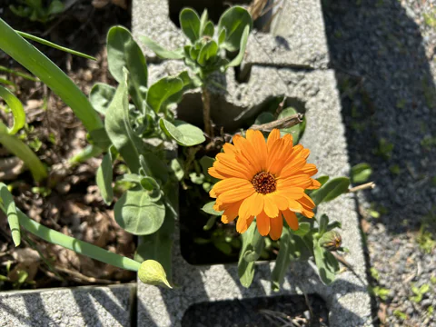 Calendula growing out of a cinder block