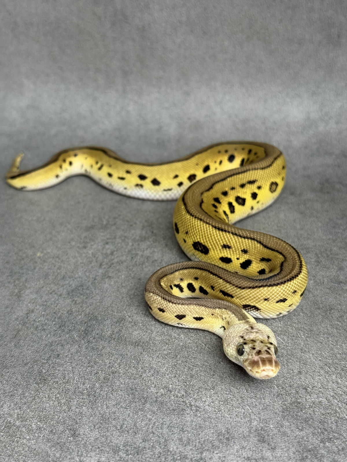 Leopard Pastel Clown Het Desert Ghost