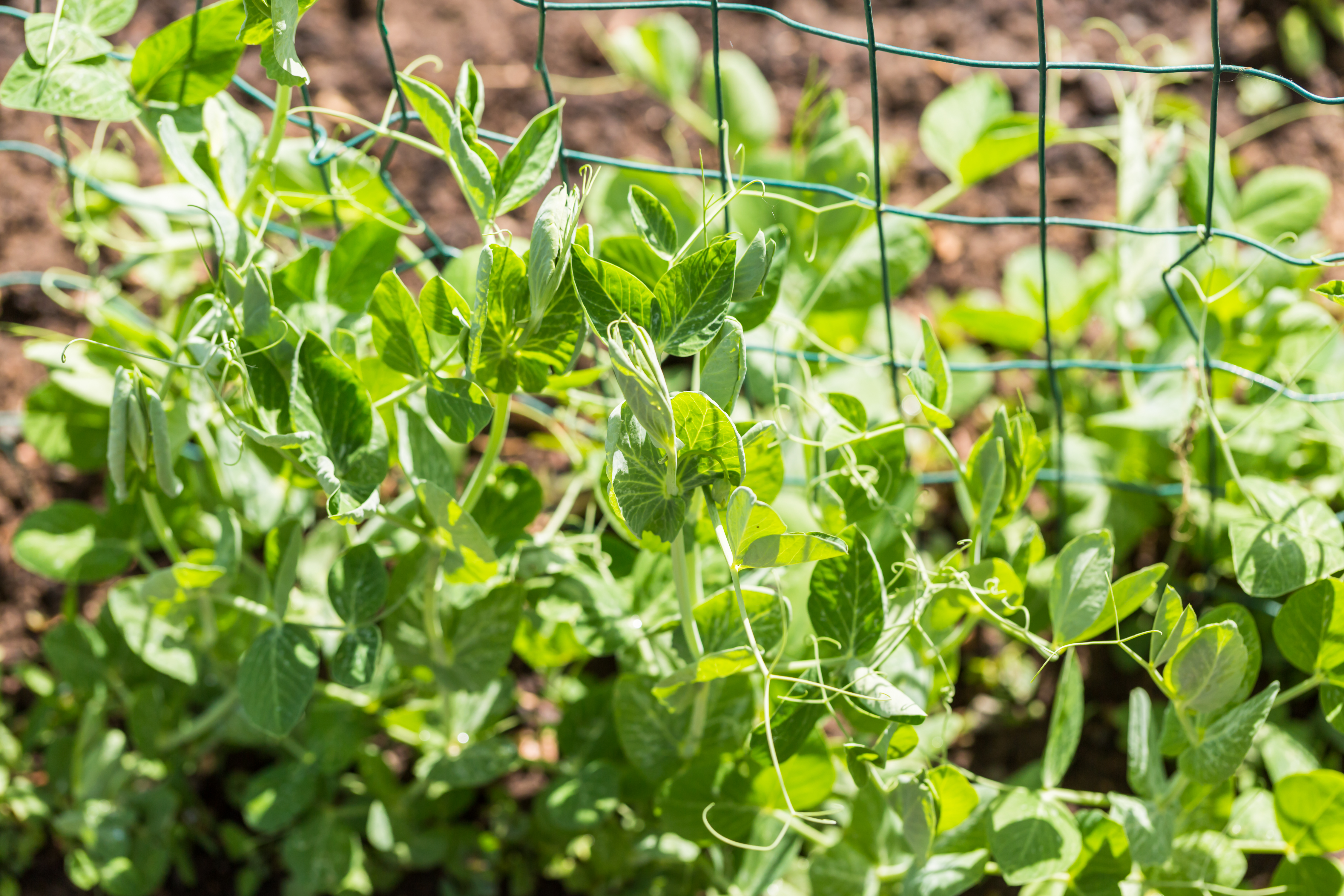 Young pea plants climbing up a mesh trellis in the sun